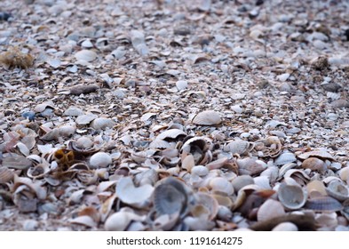 The seashell on beach