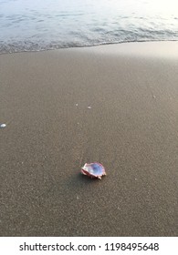 Seashell on beach