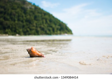 Seashell on the beach.