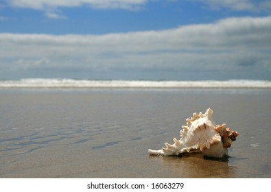 Seashell on Beach