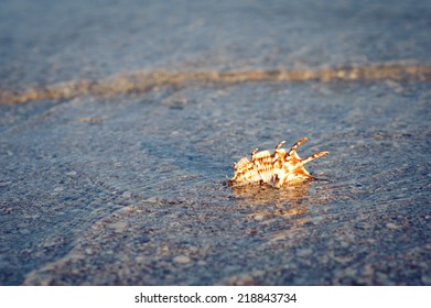 seashell on the beach
