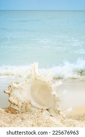 seashell on the beach