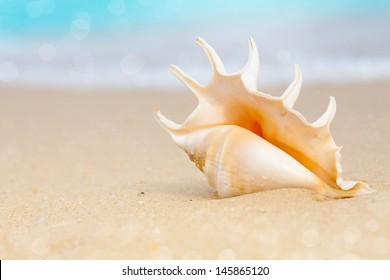 Seashell On Beach Sand