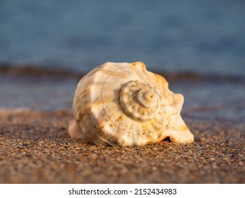 A seashell on the beach.  A seashell and a sandy beach on a blurred background of the sea. Conch shell on beach with waves.