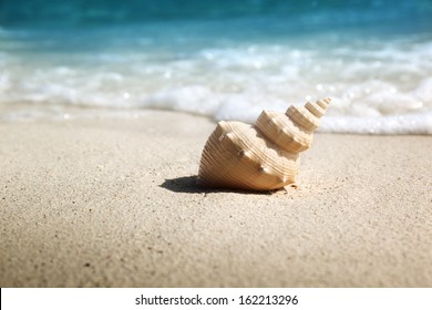 Seashell On The Beach (shallow DOF) 