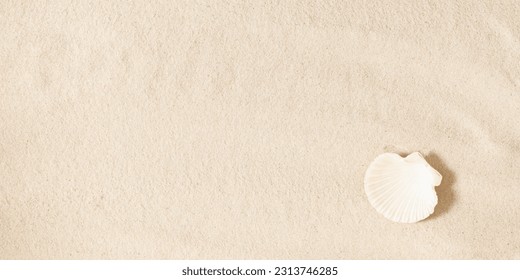 Seashell on clean sand of beach. Close up, beach sand texture. Beach sand texture in summer sun. banner - Shutterstock ID 2313746285