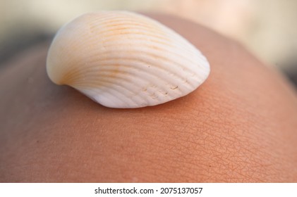 Seashell On Human Body Macro Detail Structure