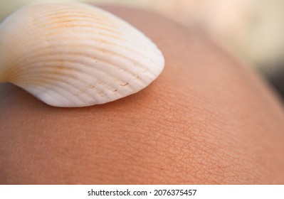 Seashell On Human Body Macro Detail Structure