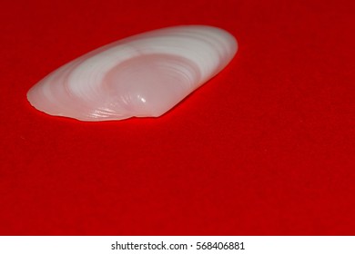 Seashell on red background
