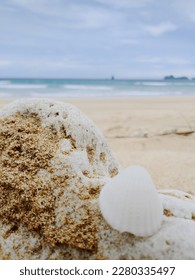 a seashell on a rock