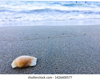 A Seashell on sand beach with soft wave.