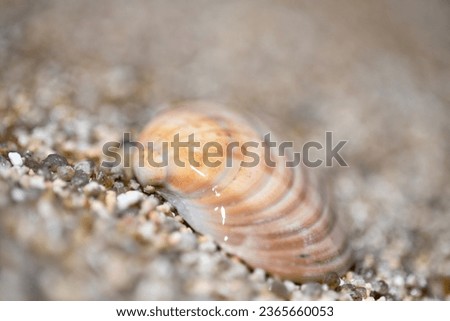 Similar – Foto Bild Muschelchen Strand klein