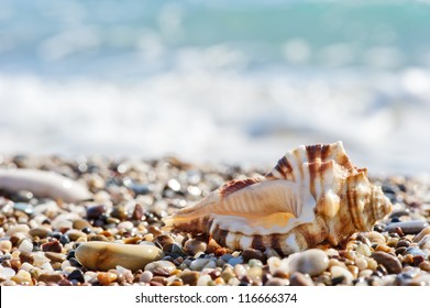 Seashell on sand and pebble beach by the sea.