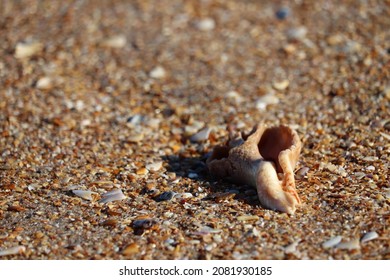 Seashell On Sand In Ponte Vedra Beach, Florida