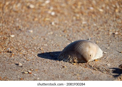 Seashell On Sand In Ponte Vedra Beach, Florida