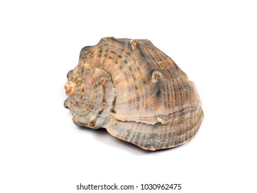 seashell on white background - Shutterstock ID 1030962475