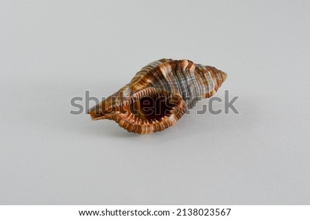 seashell on a white background