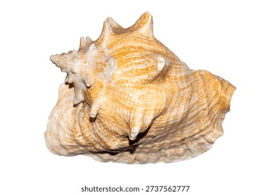 A seashell on a white background.The shell of the mollusks is insulated.A large pink seashell.Sea shell background.