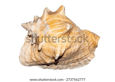 A seashell on a white background.The shell of the mollusks is insulated.A large pink seashell.Sea shell background.