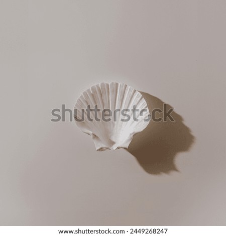 Seashell on white background with soft white shadows. Aesthetic marine sea shell concept