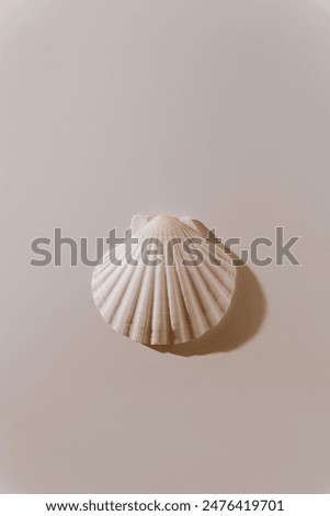 Seashell on white background with soft white shadows. Aesthetic marine sea shell concept