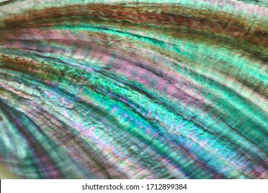 Seashell Perl Rainbow Texture Macro Closeup Background