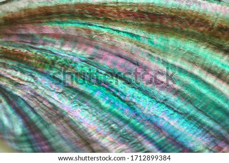 seashell perl rainbow texture macro closeup background
