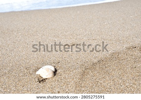 Seashell Resting on a Sandy Beach