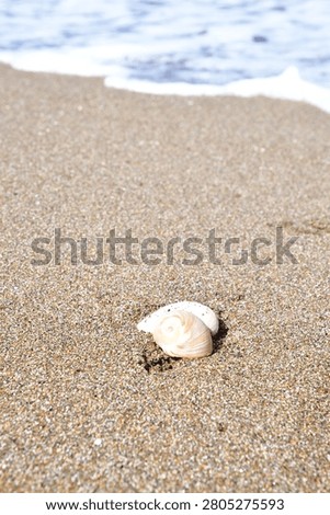 Seashell Resting on a Sandy Beach