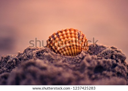 Similar – Foto Bild Muschelchen Strand klein