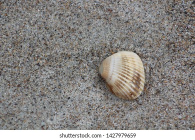 Seashell Sand Emerald Isle NC