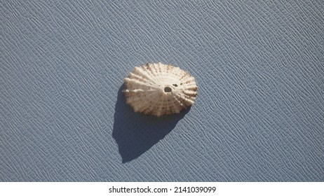 Seashell of sea snail Cayenne keyhole limpet (Diodora cayenensis) on a blue background. Place of find: Atlantic Ocean, Cuba, Varadero