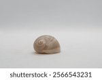 Seashell of sea snail Josephine