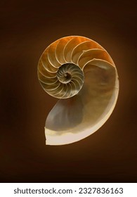 Seashell shaped like a logarithmic spiral. Relationship between nature and mathematics.