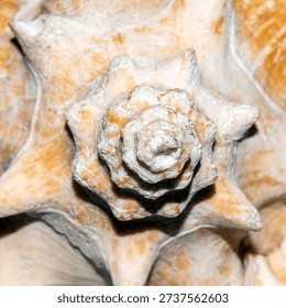 A seashell.The shell of clams.A large pink seashell.Sea shell background.Photo of a seashell.