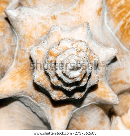 A seashell.The shell of clams.A large pink seashell.Sea shell background.Photo of a seashell.