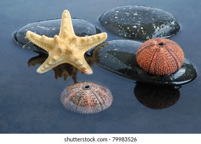 Seashell, starfish and echinus on stone on black water background