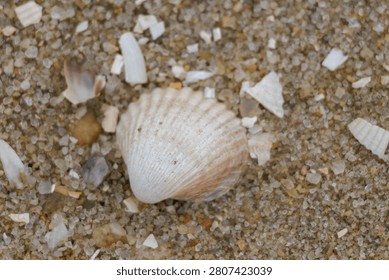 Seashell with a striped pattern lying on textured beach sand and broken shells