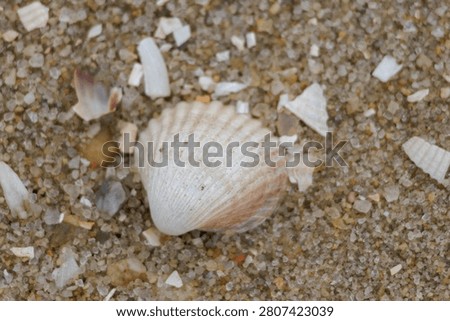Seashell with a striped pattern lying on textured beach sand and broken shells