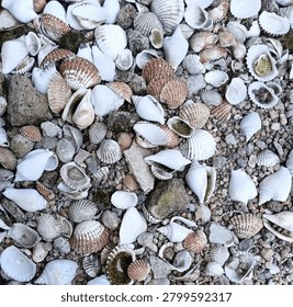 Seashell Texture Beach Shells On Pebbles