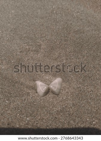 a seashell that look alike tiny butterfly 