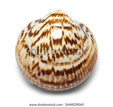 Seashell Top View Cut Out on White.