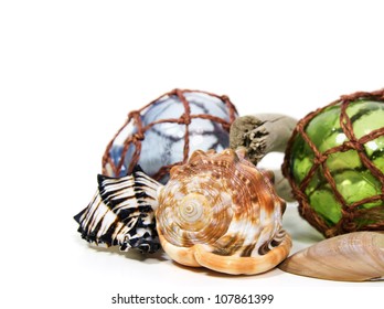 seashells arranged in a still life display on a white background - Shutterstock ID 107861399