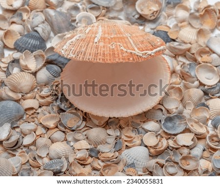 Seashells background, lots of amazing seashells and a pink empty scallop shell. Cockleshell beach surface, sea-resting background. Colorful seashells pattern