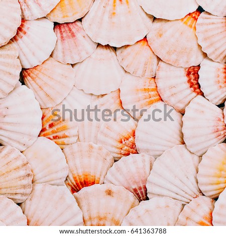 Seashells background. Ocean mood. Minimal art