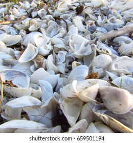 Seashells up close