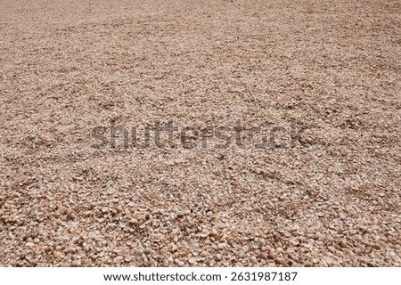 Seashells (Cockleshells) on a Shell Beach on the Mediterranean Sea