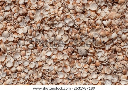 Seashells (Cockleshells) on a Shell Beach on the Mediterranean Sea
