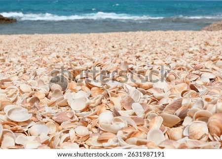 Seashells (Cockleshells) on a Shell Beach on the Mediterranean Sea