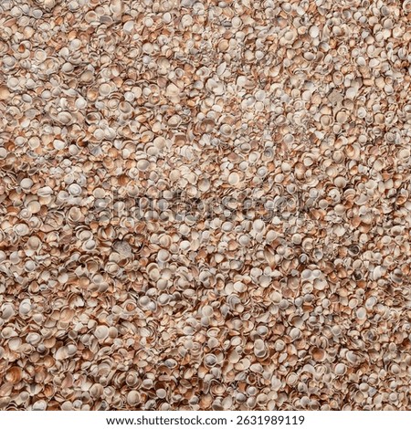Seashells (Cockleshells) on a Shell Beach on the Mediterranean Sea